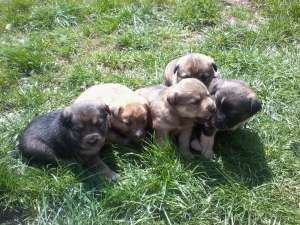 Dau spre adoptie catelusi foarte draguti