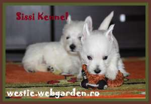 Westie de calitate direct de la crescator!