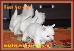 Westie de calitate direct de la crescator!