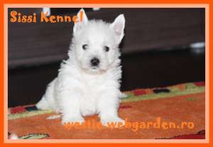 Westie de calitate direct de la crescator!