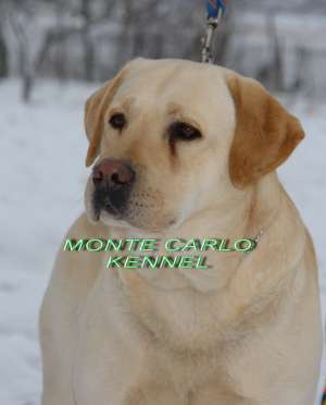 labradori cu pedigree