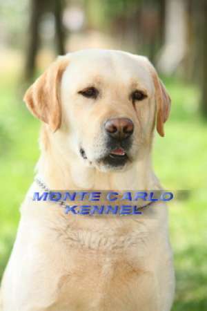 labradori cu pedigree