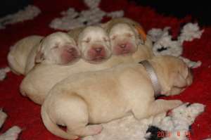 labradori cu pedigree
