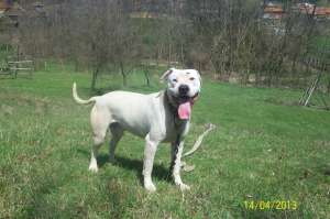Ofer amstaff pentru monta