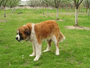vand femela saint bernard 2 ani
