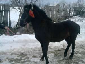 vand armasar