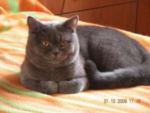 Imperechiere british shorthair
