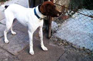 Vand Brac-German