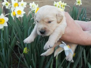 vand puiuti golden retriever