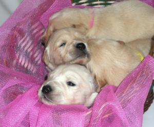 vand puiuti golden retriever
