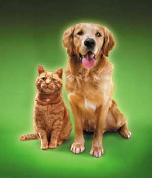 Veterinar la domiciliu Valcea