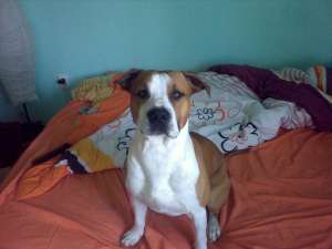 Caut femela pentru amstaff/3 ani