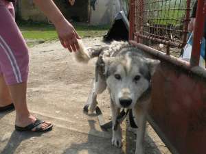 Donez husky femela