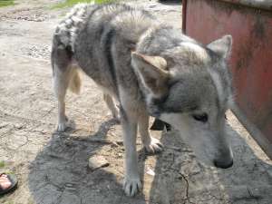 Donez husky femela