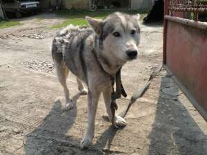 Donez husky femela