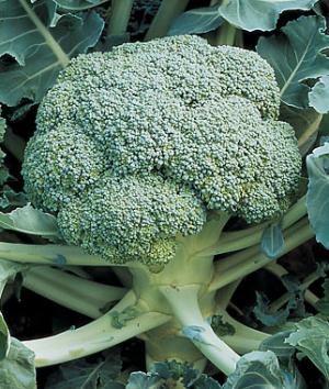 VAND SEMINTE DE BROCCOLI (Bio sau hibrid)