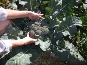 VAND SEMINTE DE BROCCOLI (Bio sau hibrid)