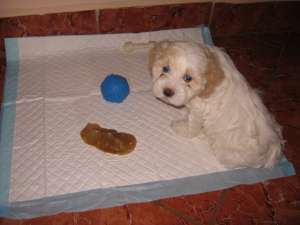 Bichon maltez de vanzare