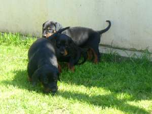 vand pui copoi cu pedigree A