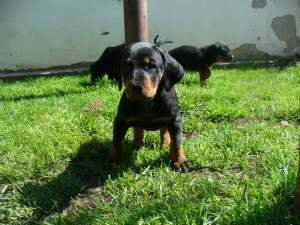 vand pui copoi cu pedigree A