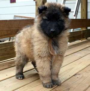 Ciobanesc Belgian Tervueren