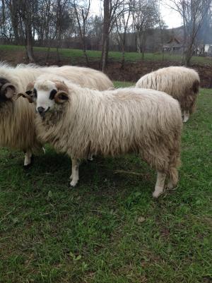 Vand berbec de Petrosani