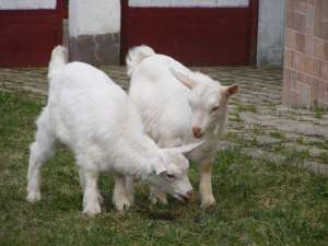 Vand tap saanen,  2 luni