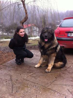 VAND PUI CIOBANESC CAUCAZIAN