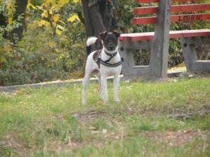 Dau spre monta un jack russler terrier