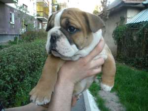 vand pui bulldog, femela