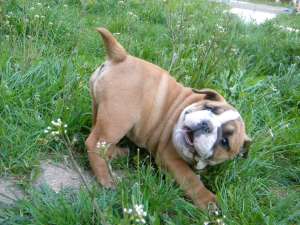 vand pui bulldog, femela