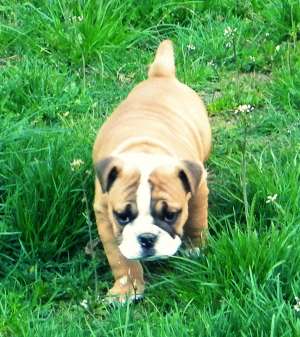 vand pui bulldog, femela