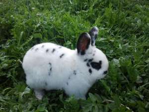 iepuri rax dalmatian