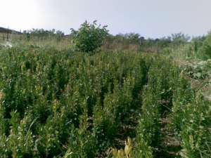 vand buxus sempervirens