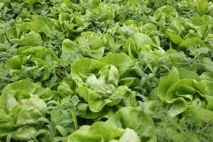 Vand salata verde Hanna/Sandrine - 30.000 buc