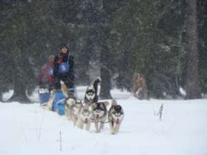 prenotez pui husky siberian de calitate cu pedigree tip A