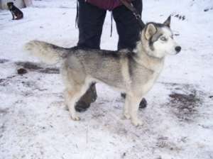 prenotez pui husky siberian de calitate cu pedigree tip A