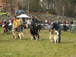 prenotez pui husky siberian de calitate cu pedigree tip A