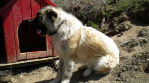 caucazian de vanzare