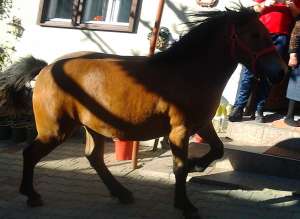 Vand Manza 1 An
