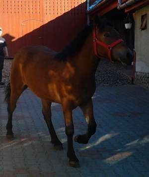 Vand Manza 1 An