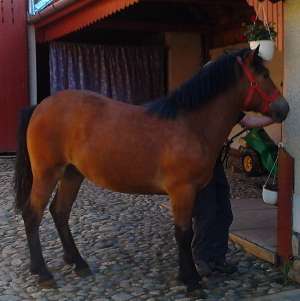 Vand Manza 1 An