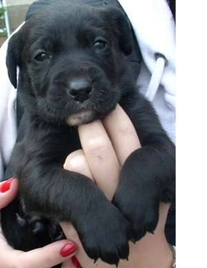 Vand pui negri labrador