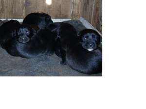 Vand pui negri labrador