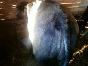 Vand 5 vitei rasa alb albastru belgian cu greutatea cuprinsa intre 150Kg si 400Kg