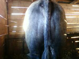 Vand 5 vitei rasa alb albastru belgian cu greutatea cuprinsa intre 150Kg si 400Kg