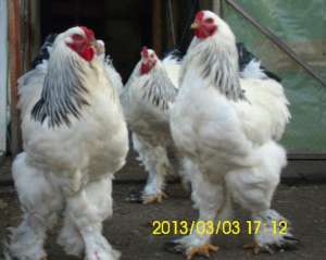 Vand Oua si Pui Gaina Rasa Brahma Herminat Deschis