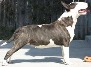 Adoptie bull terrier