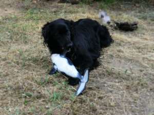 dau spre adoptie caine talie medie