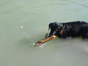 dau spre adoptie caine talie medie